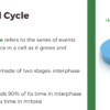 The Cell Cycle (Mitosis) - Image 4